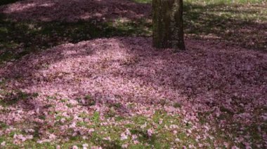 Pembe çiçekler bir ağacın dibindeki yeşil çimlerin üzerinde yatar. Güneş ışığı yukarıdaki dalların arasından parlıyor, yaprakları hafifçe aydınlatıyor ve huzurlu bir doğal manzara yaratıyor..