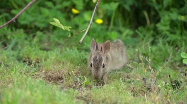 Tüylü tavşan canlı yeşil çayırlarda çimen çiğniyor, güneşli bir günde. Tavşan sakince çim çiğniyor ve yemyeşil bir çayırda dinleniyor. Ara sıra kameraya doğru bakıyorlar. Huzurlu vahşi yaşam anı.