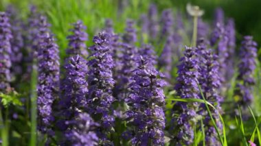 Güneşli bir çayırda açan yemyeşil mor kır çiçeklerinin yakın çekimi. Hafif bir esinti çiçekleri canlı yeşil çimlerle çevirir. Huzurlu bahar ya da yaz doğa sahnesi.