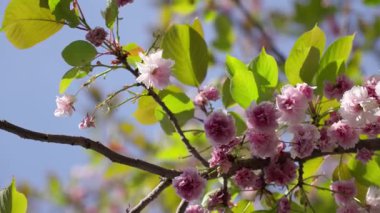 Pembe kiraz çiçeklerinin ve açık mavi gökyüzünün altında hafif bir esintide sallanan taze yeşil yaprakların yakın görüntüsü. Renk ve yaşamla dolu canlı ve huzurlu bir bahar manzarası..