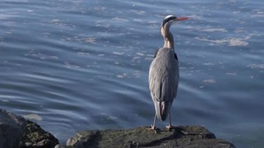 Uzun bir balıkçıl sakin mavi suyun yanındaki bir kayanın üzerinde hareketsiz duruyor. Doğal gün ışığında yakalanan kuş, çevresini gözlemler ve huzurlu bir vahşi yaşam sahnesi yaratır.