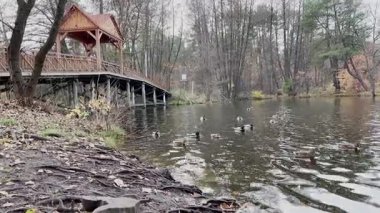 Ördekler ormandaki ahşap bir çardağın yakınındaki sakin bir sonbahar havuzunda yüzerler. Bulutlu hava ve sudaki yansımalar huzurlu bir mevsim ortamı yaratır..