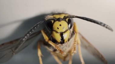 Görünür anten, göz ve vücut dokusuyla yaban arısı suratının makro görüntüsü. Sarı-siyah işaretler detaylı bir şekilde gösteriliyor. Bilim ya da biyoloji görselleri için ideal.