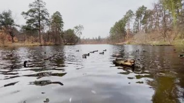 Bir sonbahar ormanında sakin göl yüzeyinde süzülen vahşi ördek sürüsü..
