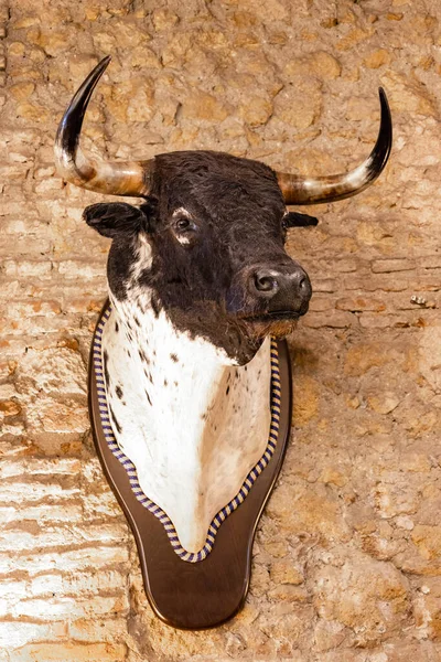 一头真正的西班牙斗牛的头从斗牛 挂在砖墙上 — 图库照片