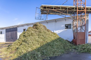 Yağ değirmeninde üretilen zeytin yağı artıkları ve dalları.