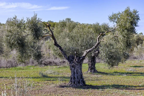 Olivo Milenario Una Plantación Olivos Para Producción Aceite Oliva Virgen — Foto de Stock