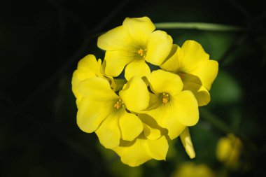 A Oxalis pes-caprae flowers know as African wood-sorrel, Bermuda buttercup, Bermuda sorrel, buttercup oxalis, Cape sorrel, English weed, goat's-foot, sourgrass, soursob or soursop
