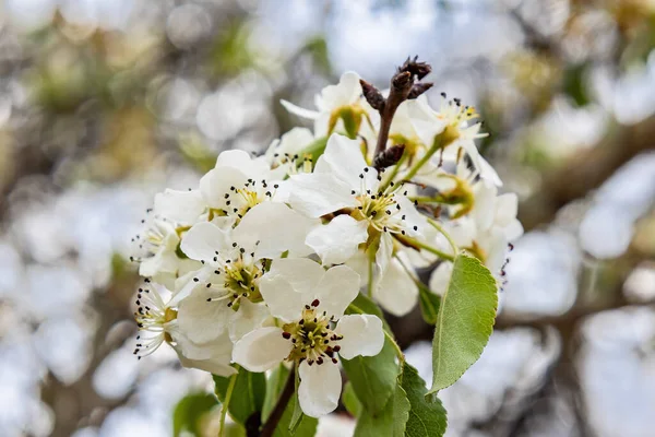 stock image Flower of Pyrus calleryana, or the Callery pear, is a species of pear tree native to China and Vietnam, in the family Rosaceae.