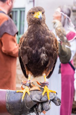 Harris 's Hawk' ın başı Parabuteo unicinctus 'un ayrıntıları. Daha önce doğancılık için kullanılan körfez kanatlı ya da esmer şahin olarak bilinirdi.