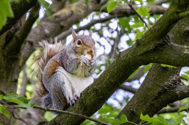 Bir gri sincap (Sciurus carolinensis) bir ağacın dalında badem yiyor.