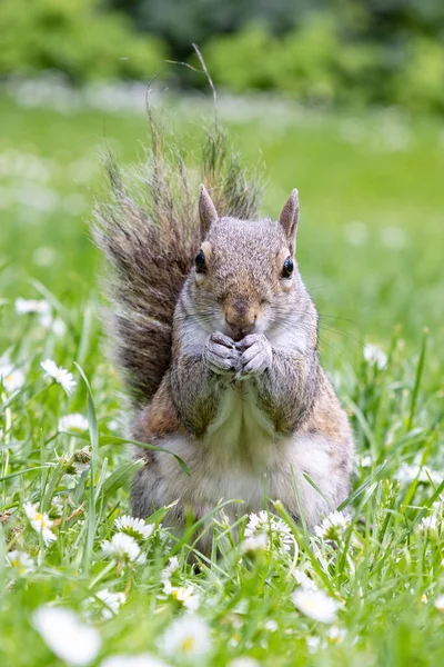 stock image A Grey Squirrel (Sciurus carolinensis) eating a peanut and looking to the camera 