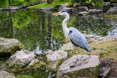 Gri balıkçıl (Ardea cinerea) bir göletin taşına tünedi.