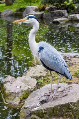 Gri balıkçıl (Ardea cinerea) bir göletin taşına tünedi.