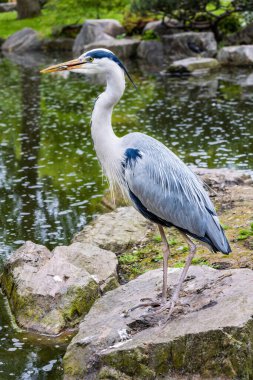 Gri balıkçıl (Ardea cinerea) gagasında bir balıkla bir göletin taşına tünemişti. 