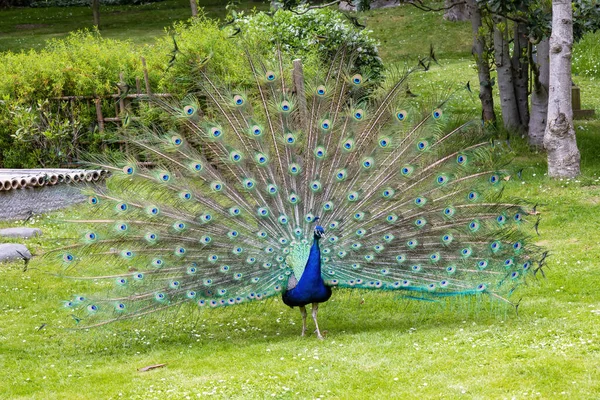 Beautiful Peacock Peafowl Showing Its Tail — Stock Photo, Image