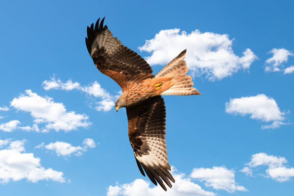 Red Kite (Milvus milvus) flying on a blue sky with clouds