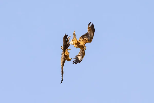 A black kite (Milvus migrans) and a Red Kite (Milvus milvus) fighting in flight for territory