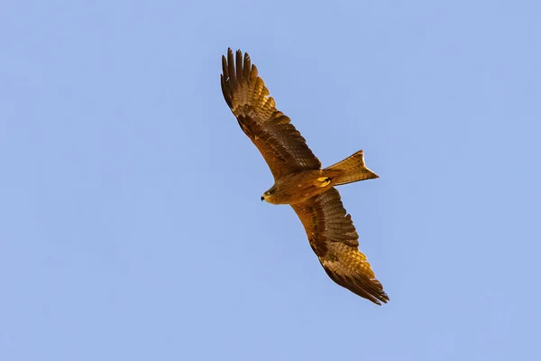 Juvenile Black Kite Milvus Migrans Flight Medium Sized Bird Prey — Stock Photo, Image