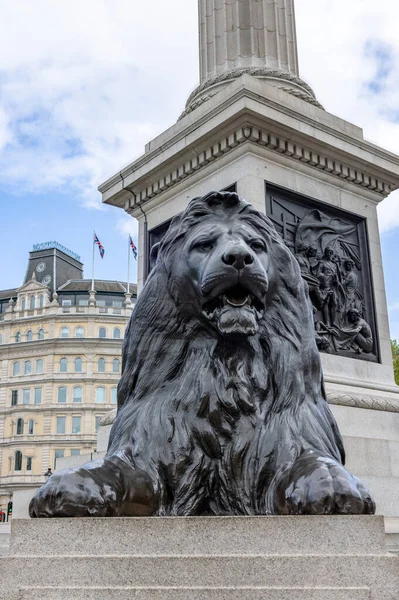 Uno Los Cuatro Leones Trafalgar Square Que Rodea Columna Nelson — Foto de Stock