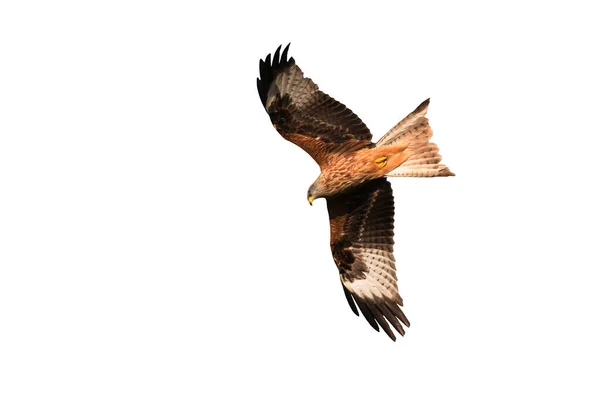 Röd Drake Milvus Milvus Flygning Isolerad Vit Bakgrund — Stockfoto