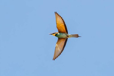 Açık mavi gökyüzünde uçan bir Avrupalı Arı Yiyici (Merops apiaster)