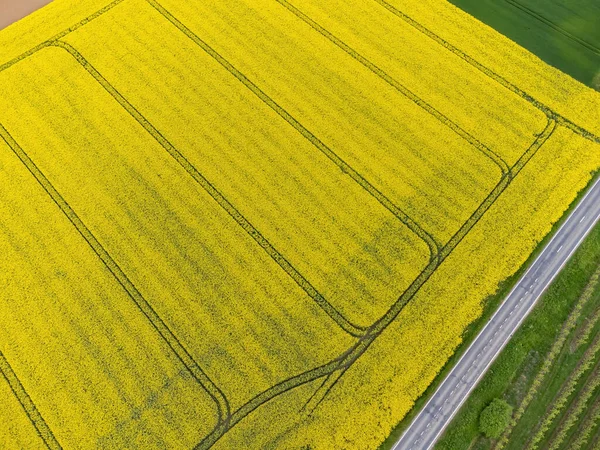 Αεροφωτογραφία Κηφήνας Μιας Καλλιέργειας Κράμβης Brassica Napus Επίσης Γνωστή Κράμβη — Φωτογραφία Αρχείου
