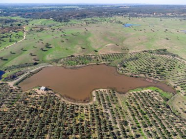 İspanya 'nın Endülüs eyaletinin Huelva ilinin yeşil çayırları ve otlakları arasında Beas köyünde zeytin yetiştirmek için bir çiftliğin sulanması için Barcena nehrinin havadan görünüşü