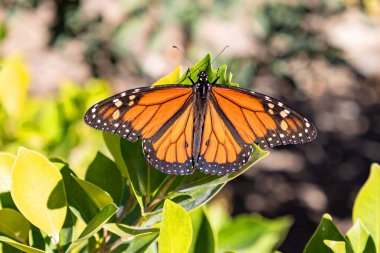 Gösterişli erkek kral kelebeği (Danaus plexippus), kelebekgiller (Danaus plexippus) familyasından bir kelebek türü. Bölgeye bağlı olarak diğer yaygın isimler arasında süt yosunu, kaplan, gezgin ve siyah damarlı kahverengi yer almaktadır.