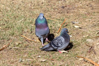 Bir erkek güvercin (Columbidae) dişi bir güvercine kur yapıyor