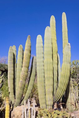 Pachycereus pringlei, Meksika 'nın kuzeybatısında Baja California, Baja California Sur ve Sonora eyaletlerinde yaşayan büyük bir kaktüs türüdür.