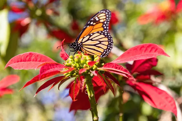 Showy monarch butterfly or simply monarch (Danaus plexippus) sucking nectar from a poinsettia (Euphorbia pulcherrima), Other common names are, milkweed, common tiger, wanderer, and black-veined brown