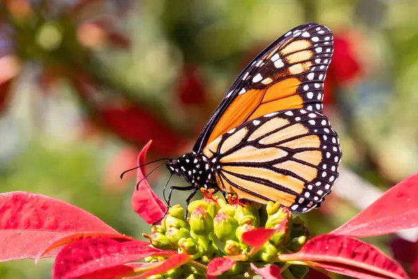 Showy monarch butterfly or simply monarch (Danaus plexippus) sucking nectar from a poinsettia (Euphorbia pulcherrima), Other common names are, milkweed, common tiger, wanderer, and black-veined brown
