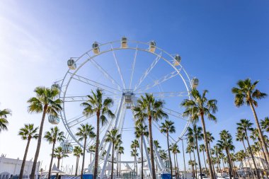 Benalmadena, İspanya - 25 Kasım 2023: Dev dönme dolap Mirador Prensesi, Puerto Marina, Benalmadena, Malaga 'daki palmiye ağaçları arasındaki panoramik bakış açısı