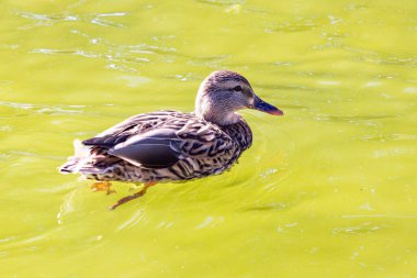 Yaban ördeği ya da yaban ördeği dişisi (Anas platyrhynchos) güneşin aydınlattığı bir gölde yüzer.