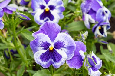 A garden pansy (Viola wittrockiana), a type of polychromatic large-flowered hybrid plant cultivated as a garden flower