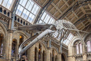 London, UK - May 19,2023: Blue whale skeleton in the main hall of the Natural History Museum of London, Great Britain
