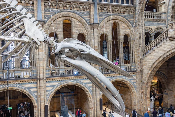 London, UK - May 19,2023: Detail of head of Blue whale skeleton in the main hall of the Natural History Museum of London, Great Britain