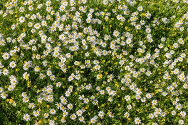 Güzel papatya tarlası manzarası. Beyaz ve sarı Daisy, Bellis Perennis, muhtemelen Anthem Maritima, yaygın olarak deniz yosunu ya da papatya çayı olarak bilinir.