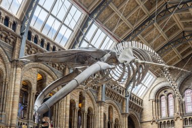 London, UK - May 19,2023: Blue whale skeleton in the main hall of the Natural History Museum of London, Great Britain