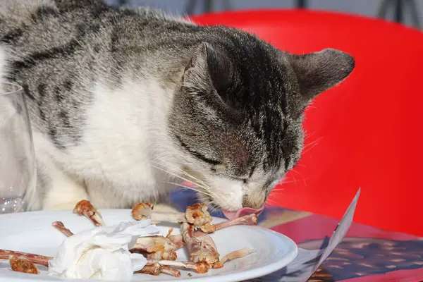 A stray cat eating in the terrace of a restaurant the leftover food from tourists