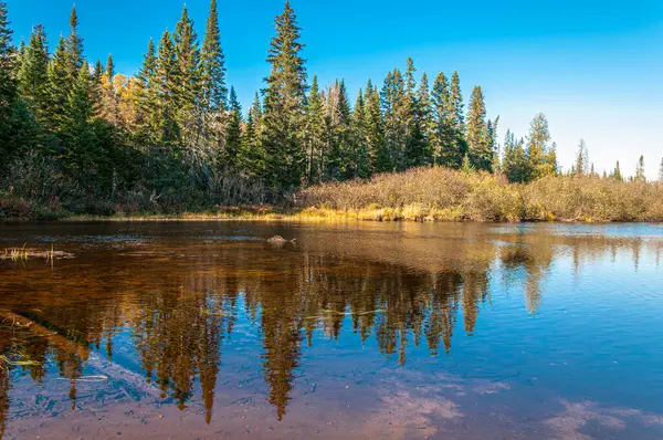 Mont-Tremblant, Quebec 'teki sulak bir göletin sakin sularında yansıtılan ebedi yeşil orman ve altın yaprakların manzarası. Sonbahar renklerinde huzurlu Kanada yabanı.
