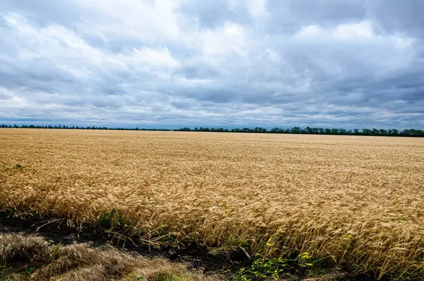 Dramatik bulutlu gökyüzünün altında geniş bir buğday tarlası, Ukrayna 'nın zengin tarım mirasını ve doğal güzelliği simgeliyor..