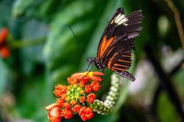 Canlı turuncu tropikal çiçeklerle beslenen hasarlı kanatları olan bir Postacı Kelebeği 'nin (Heliconius Melpomene) yakın çekimi. Doğal ışıkta yemyeşil bir arka planda yakalanmış.