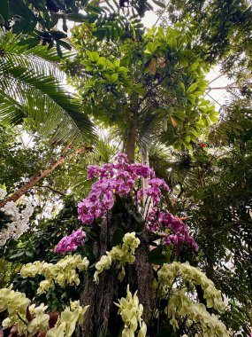 Bronx, New York, ABD - 15 Mart 2025: New York Botanik Bahçesinde Tropikal Tepe Altında Towering Orchid