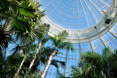 Bronx, New York, ABD - 21 Mart 2025: Glass Dome ve Palm Canopy New York Botanik Bahçesi