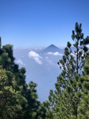 Bulut Ormanındaki Çam Ağaçları (Volcan de Acatenango, Guatemala)
