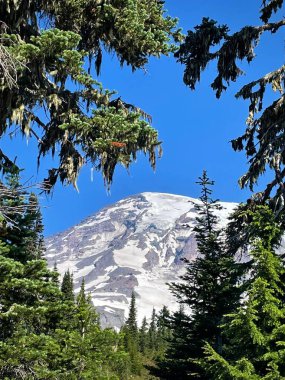 Evergreen Trees tarafından çerçevelenmiş Rainier Dağı (Mount Rainier Ulusal Parkı, Washington, ABD)