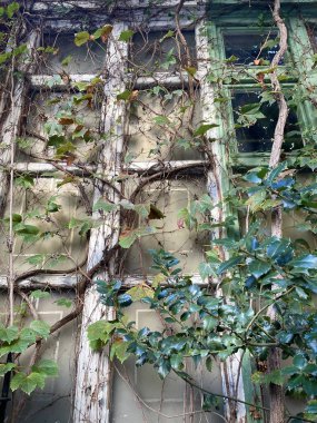 Ivy Tahta Pencerede emekliyor (New York, New York, ABD)