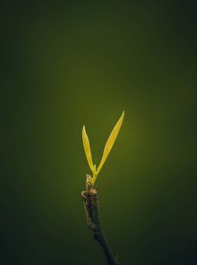 Ormanda yeşil yapraklar